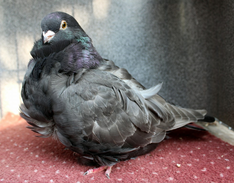 0.1 dun D67-17CZ (chinesentauben, chinese owl pigeon)