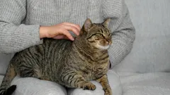 Kočičí projevy lásky: 10 tajemství, která vám pomohou porozumět vašemu mazlíčkovi