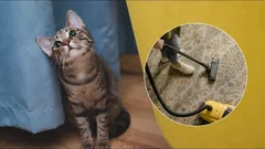 Utíká kočka před vysavačem? Tady je důvod, proč se ho bojí a co dělat